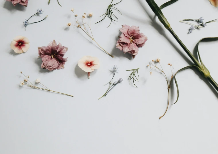 a collection of wild flowers laying on top of each other