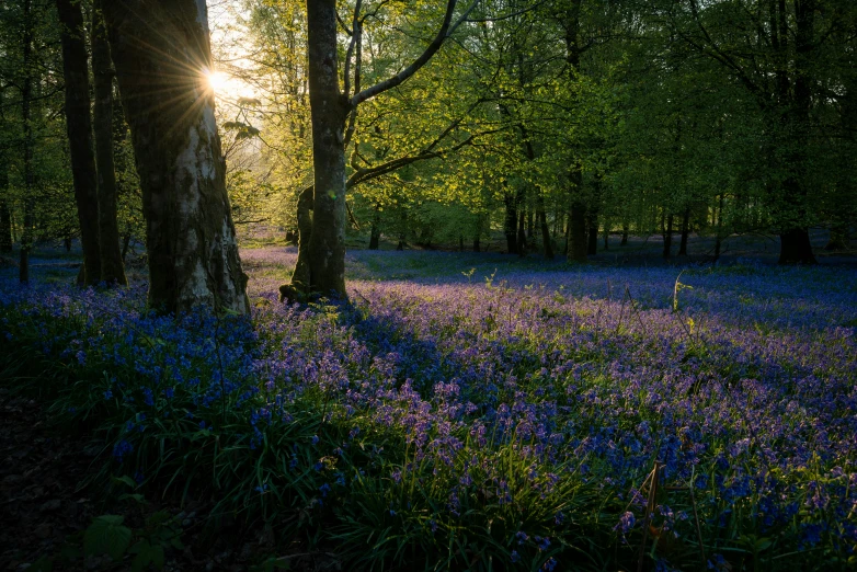 bluebells blooming beneath trees in the woods