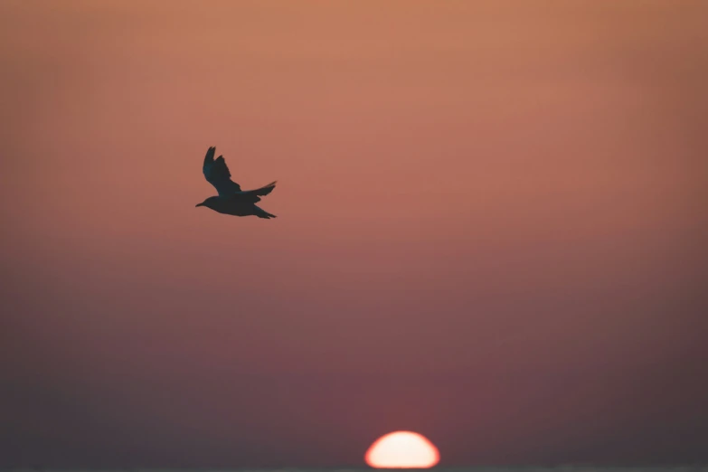 bird flying past the sun setting in the sky