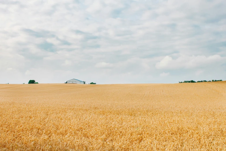 a large open field with lots of yellow hay