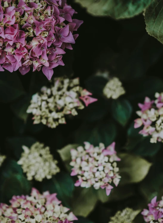 a bunch of flowers are sitting in front of some leaves