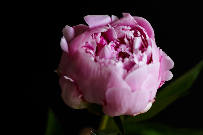 a flower that is sitting on top of a table