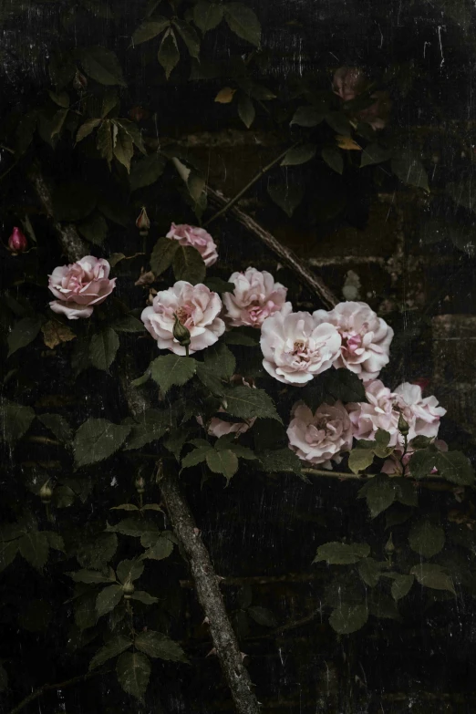 several pink flowers growing from an old plant