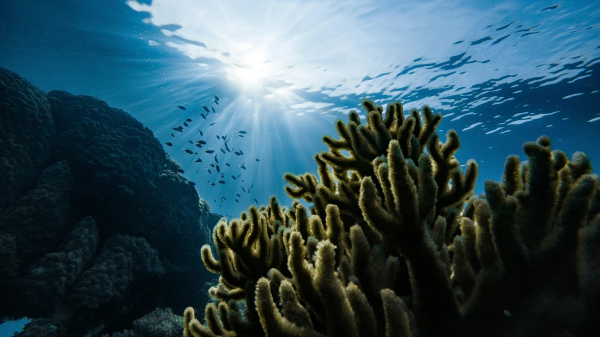 a small group of fish floating above a reef