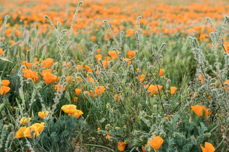 a field of yellow flowers with some green grass