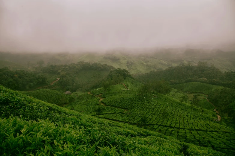 green tea fields, the fog is covering them