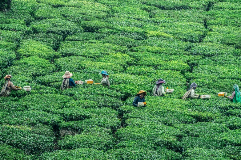 several people with buckets picking some bushes