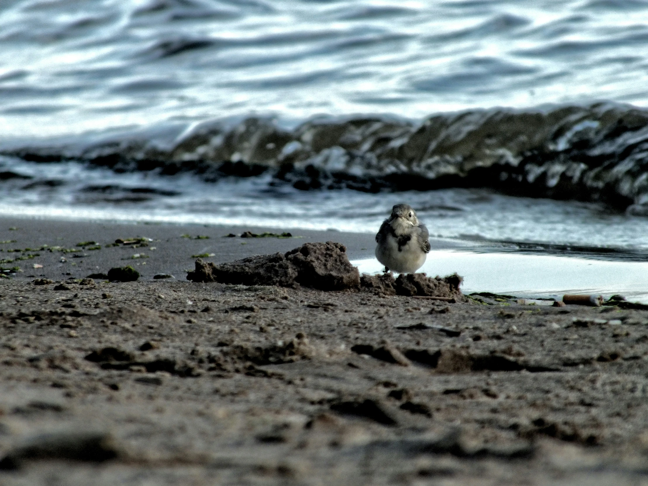 a bird sitting on a rock on the beach