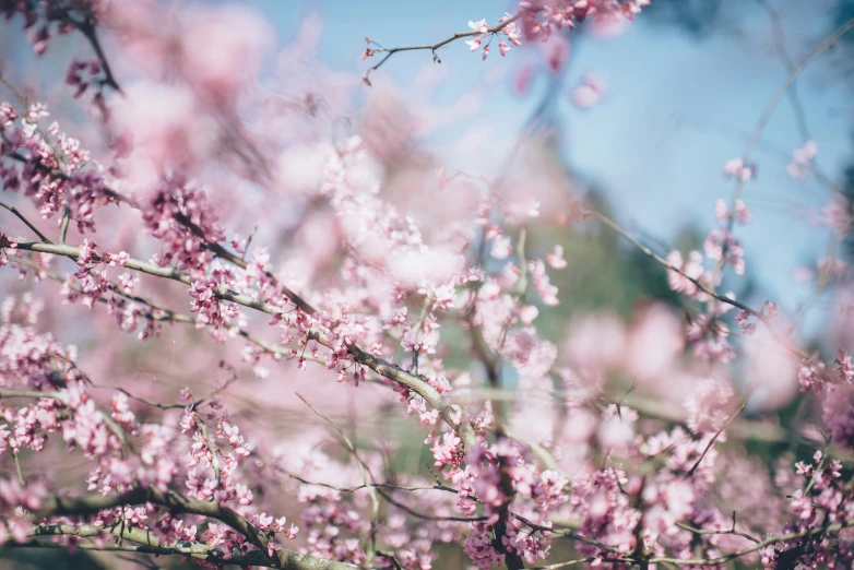 purple flowers are blooming on the nch of trees