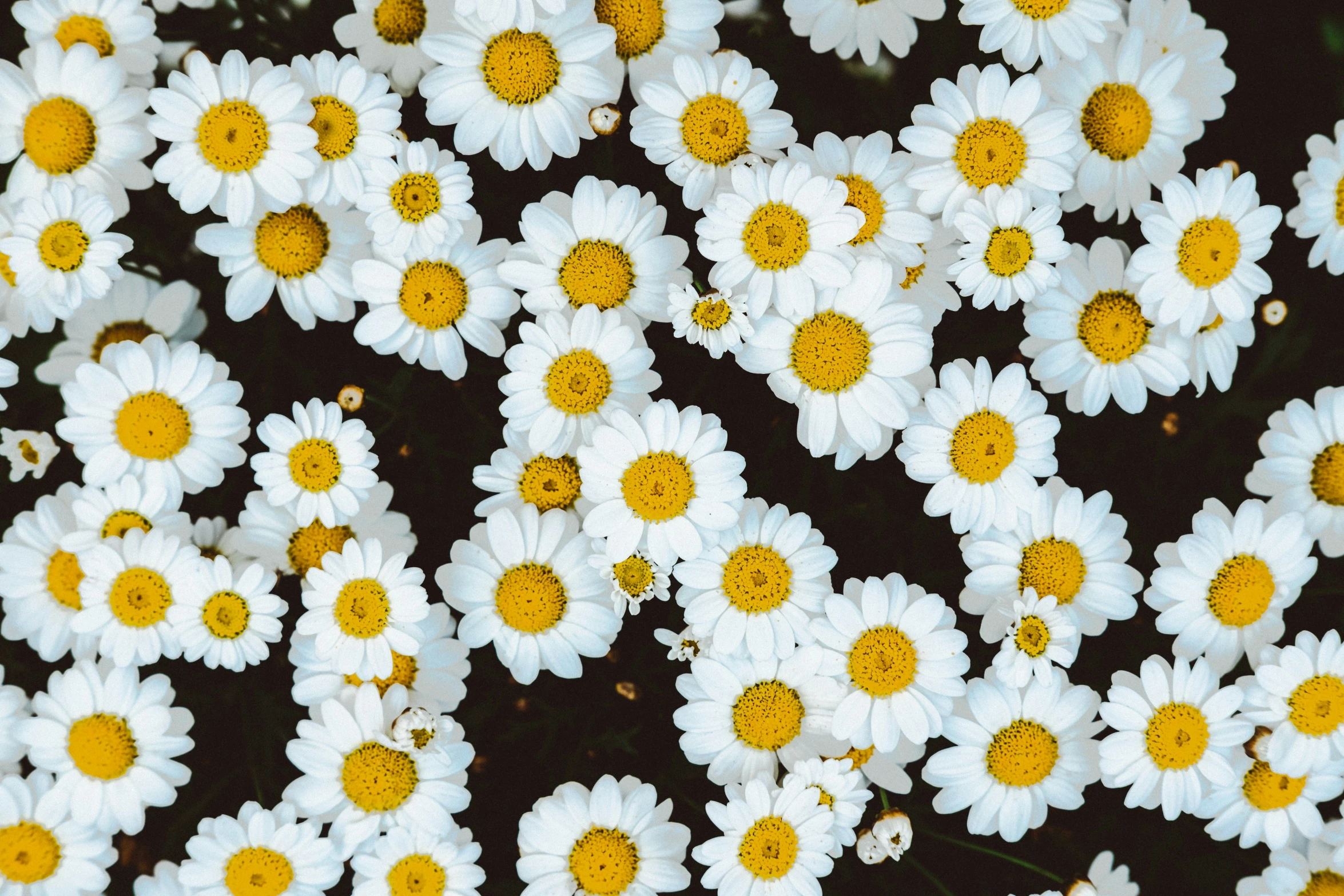 a bunch of flowers are being pographed in closeup