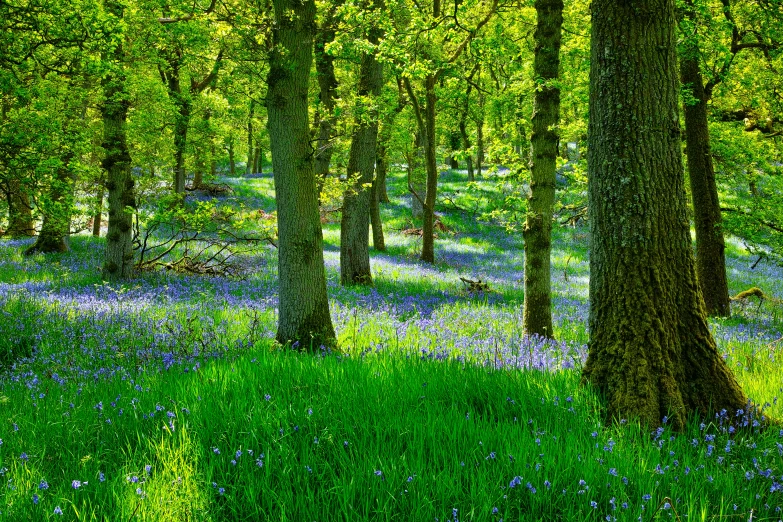 an area covered with green trees and blue flowers