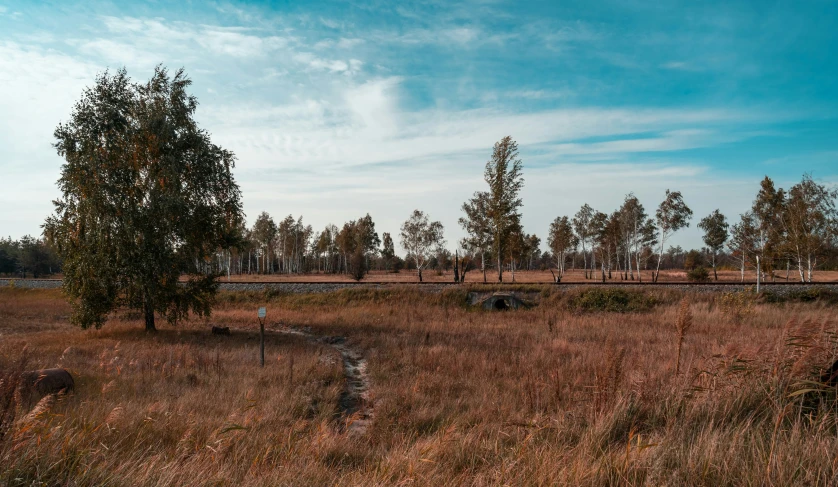 a field with some animals standing around it