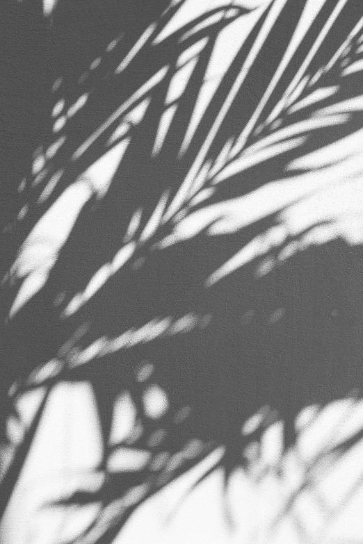 shadow of plant and tree leaves on a tile