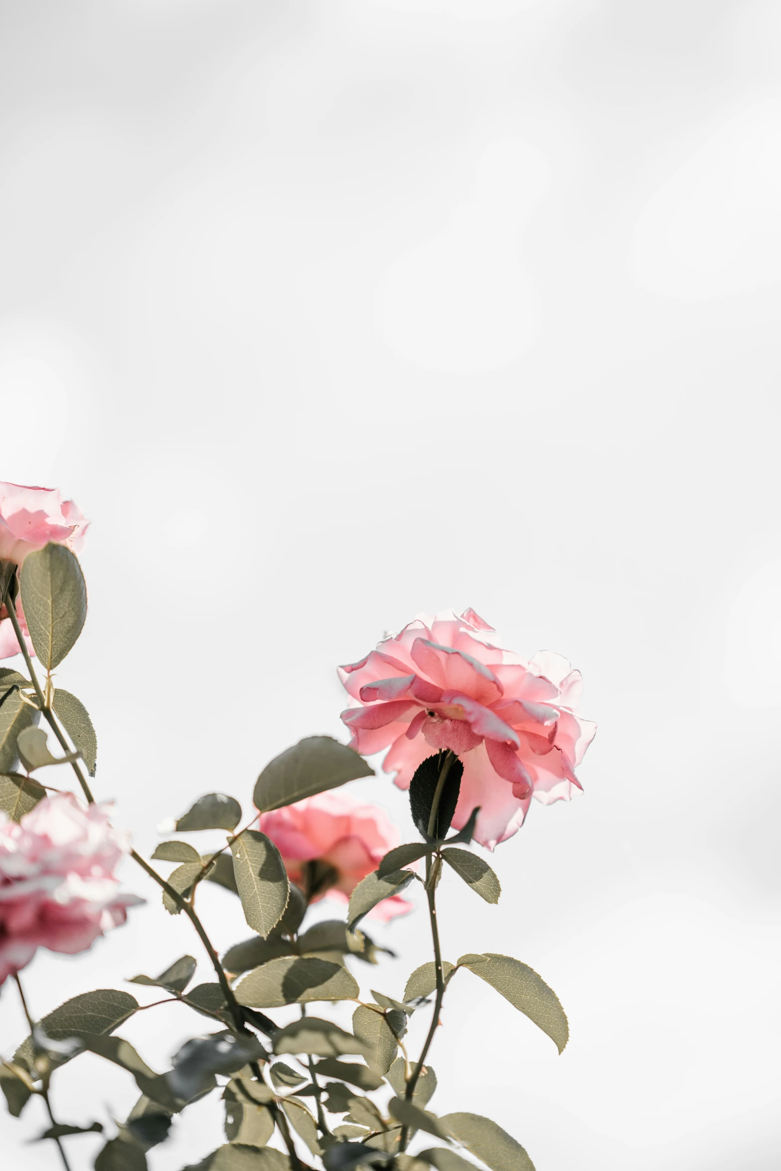 a couple of pink roses with green leaves in the foreground