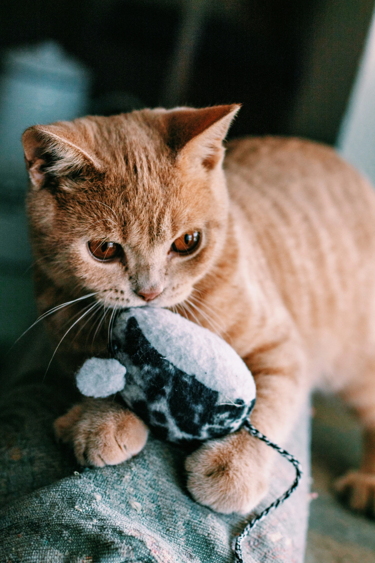 a kitten holding a stuffed animal up to its mouth