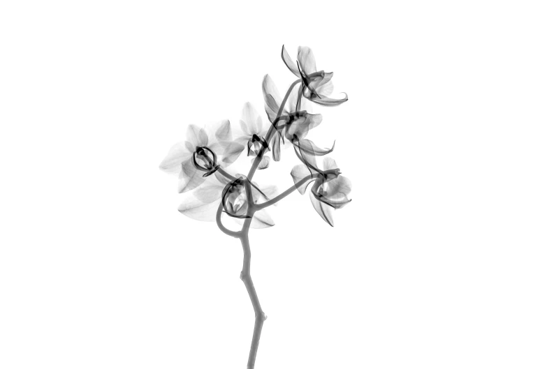 an abstract image of some white flowers