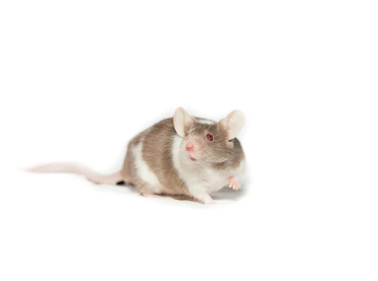 a white and gray rat with a red spot on its face