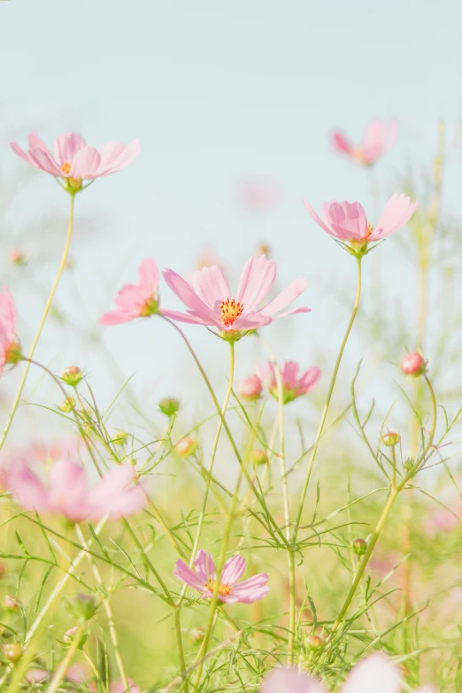 some pink flowers are blooming in the sun