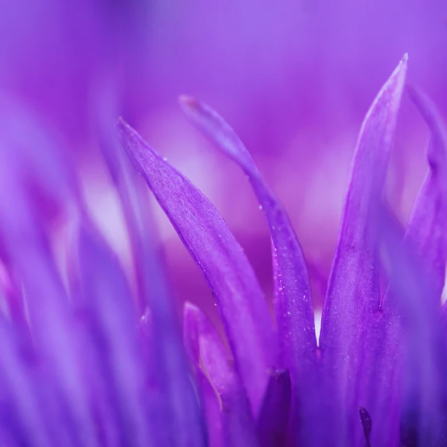 purple flowers with water droplets all over them