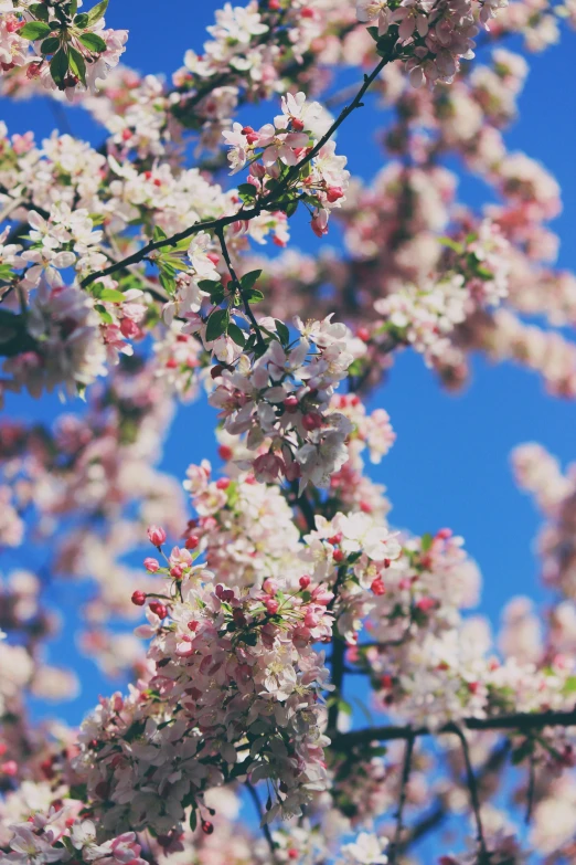 close up of pink, white and green blossoms