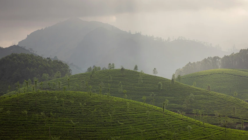 rows of tea bushes are shown on the hill side