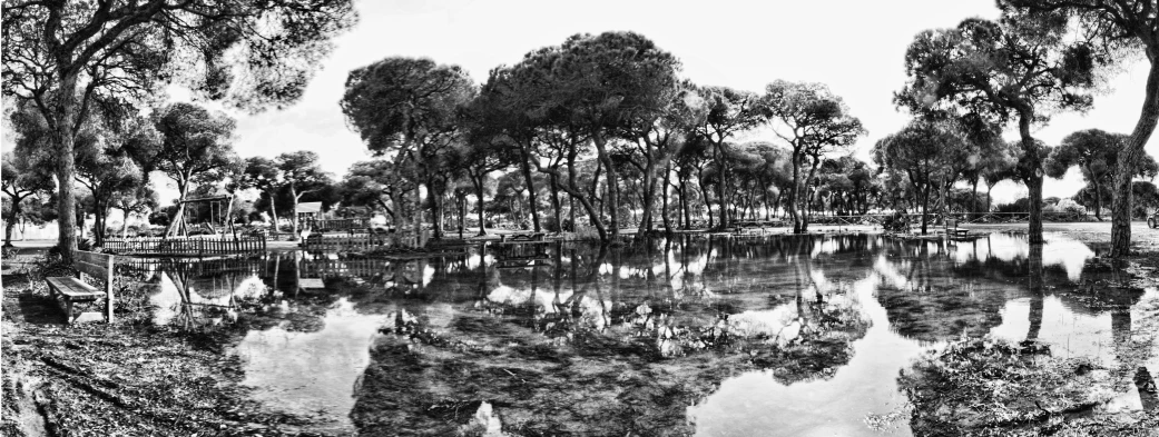 a pond in front of some trees with a sky background