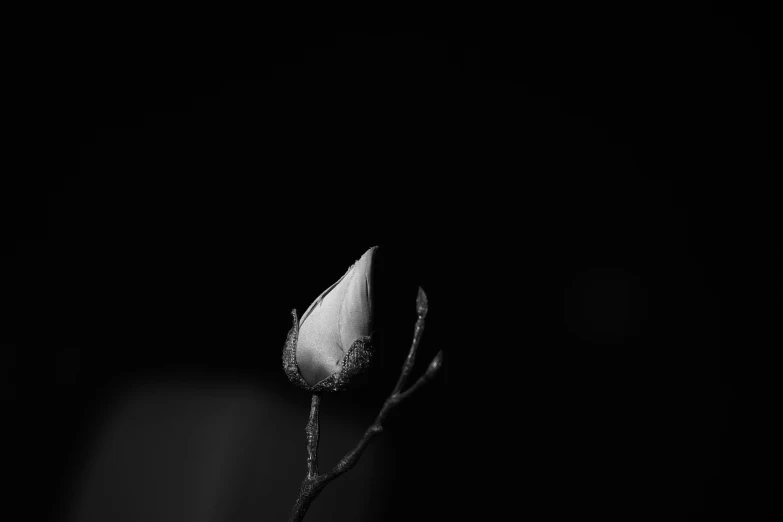 a flower is shown in the dark with white petals