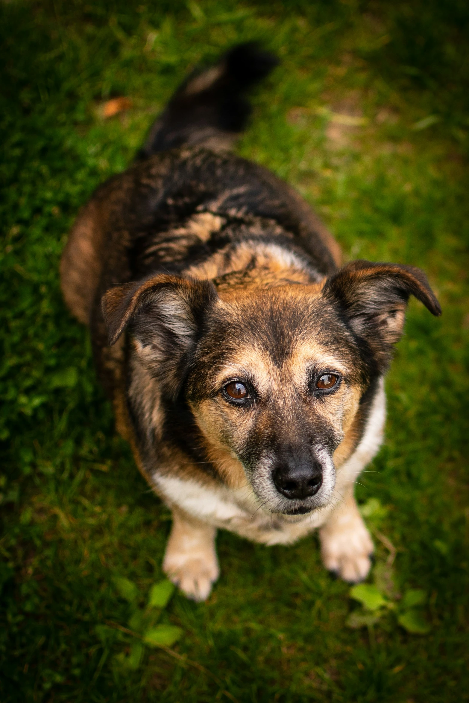 a brown and white dog sitting on top of a lush green field