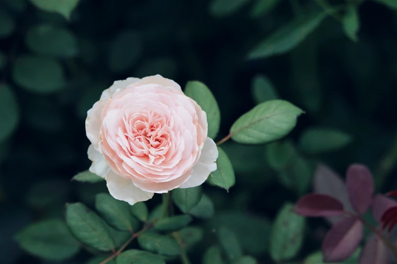 pink rose with a green leaves on top