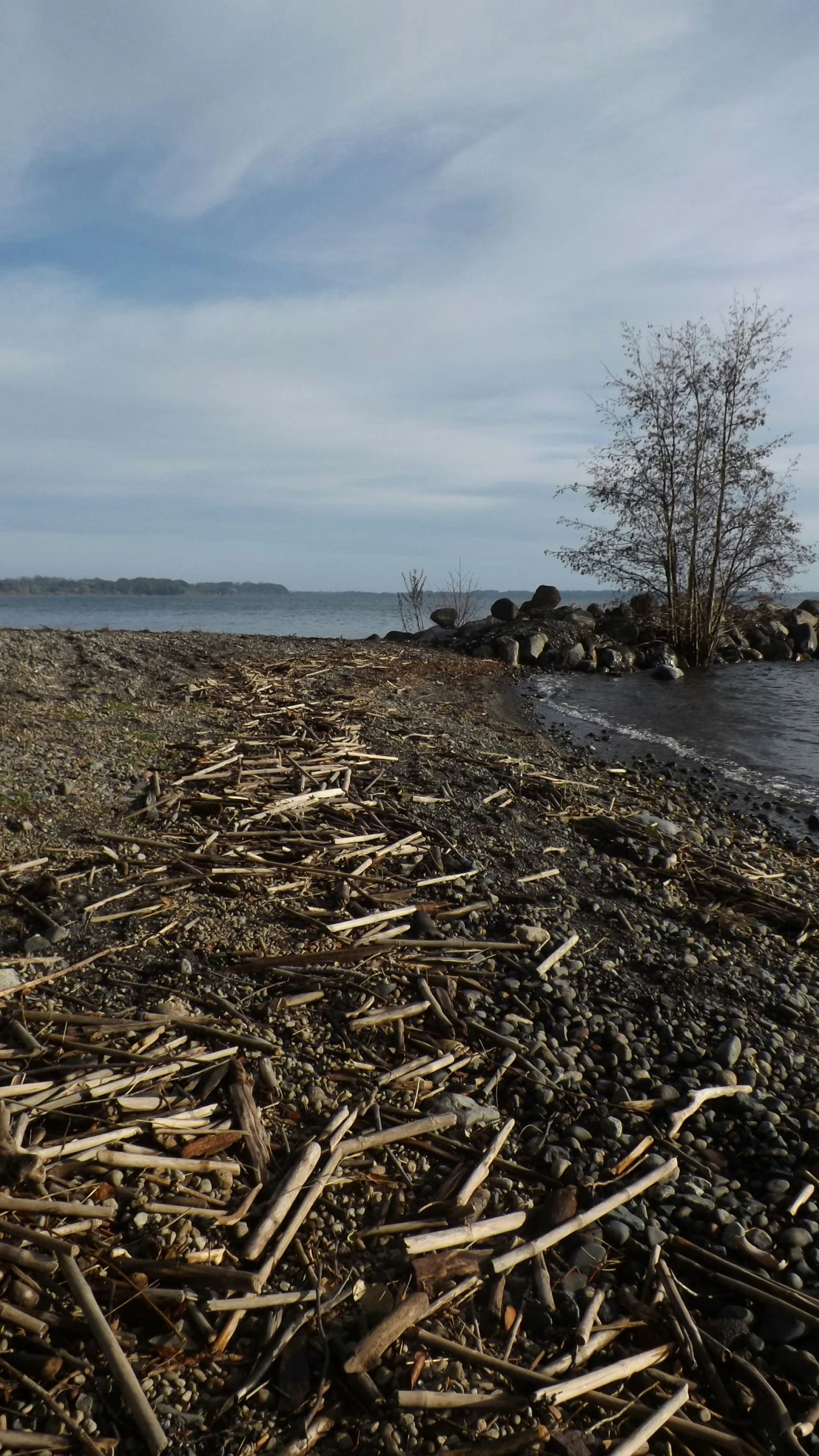 a beach with some sticks and a tree in the distance