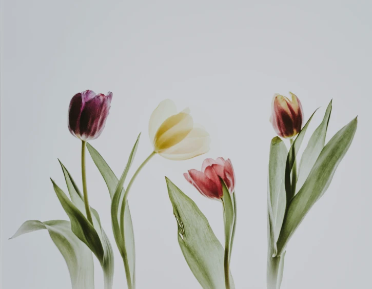 three tulips in front of a white backdrop with green leaves