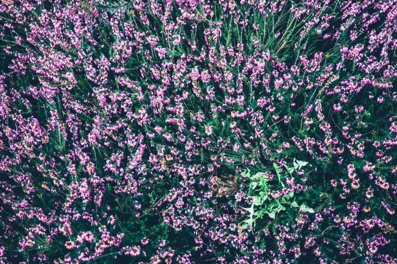 a field with pink flowers next to the woods