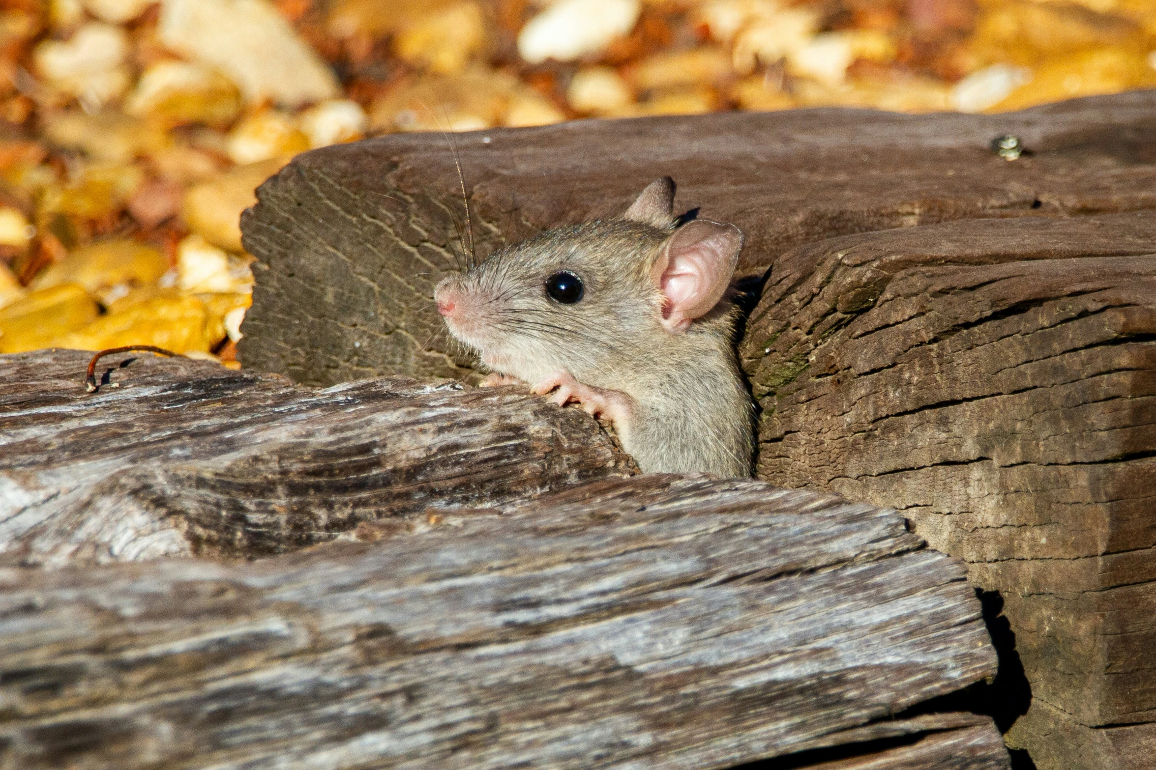 a large mouse hiding in a log outdoors