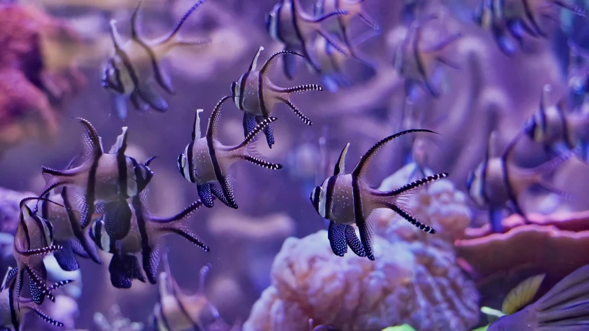 a group of fish swim through an ocean like environment