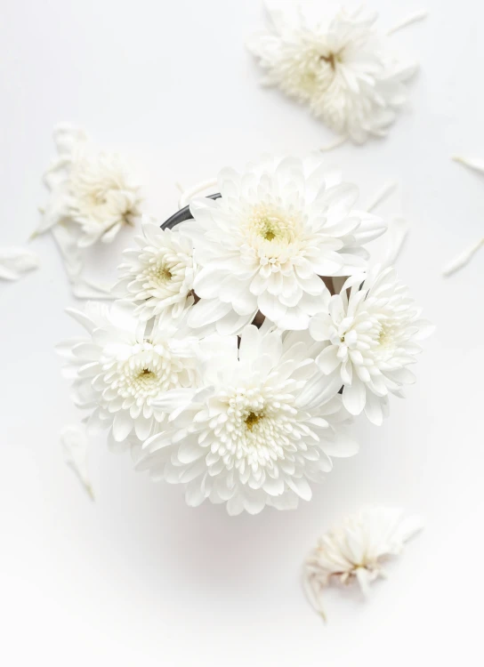 white flowers sitting on a white surface with white petals