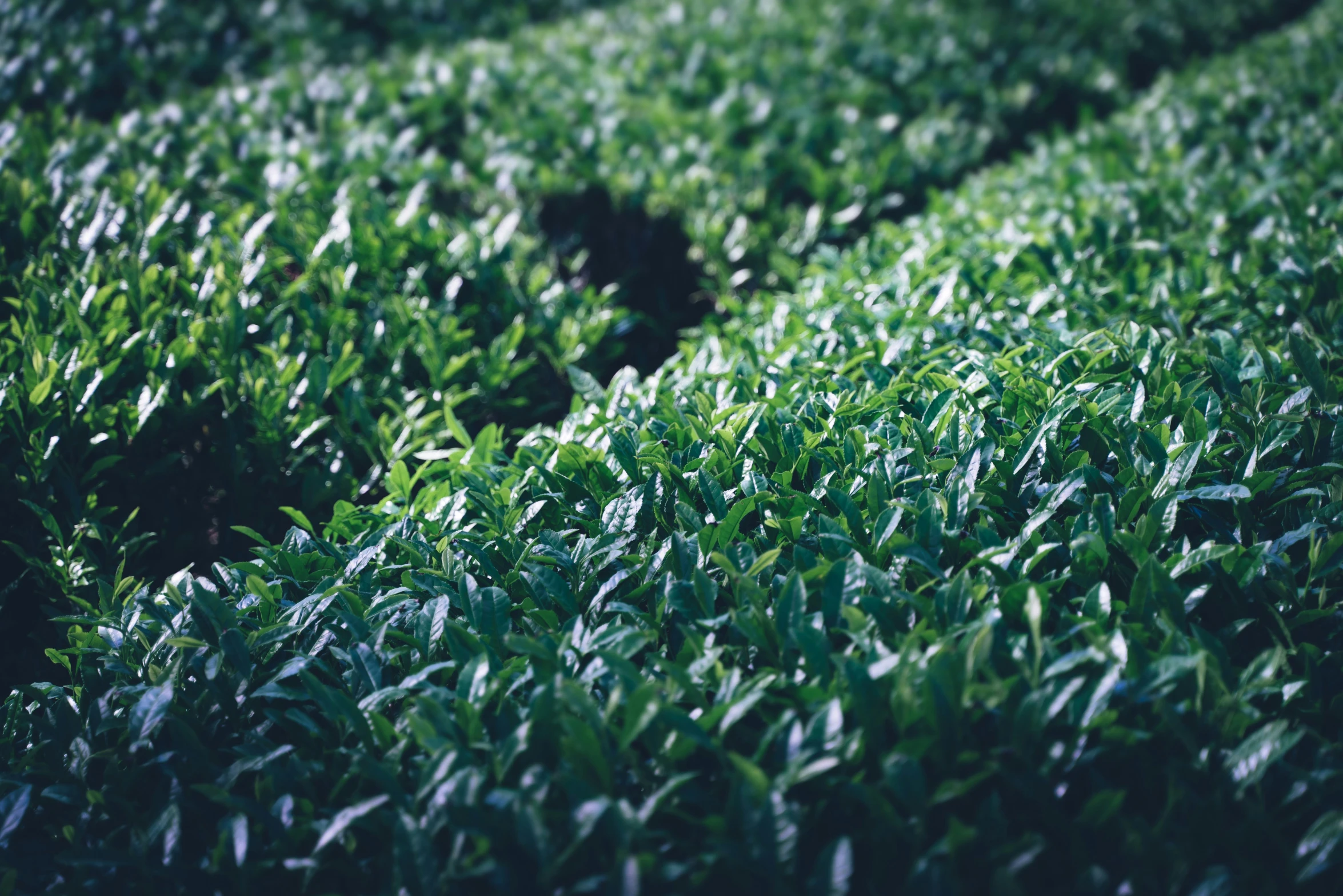 rows of green grass on a sunny day