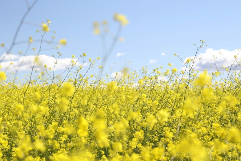 a large field that has some yellow flowers