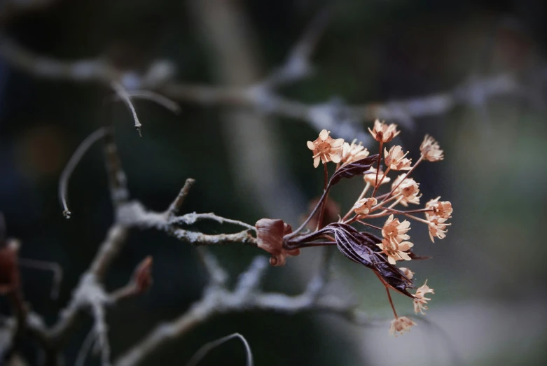 a twig with pink flowers and brown buds