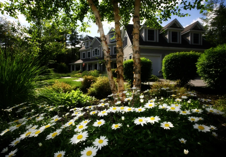 a flower garden with daisies is surrounded by houses