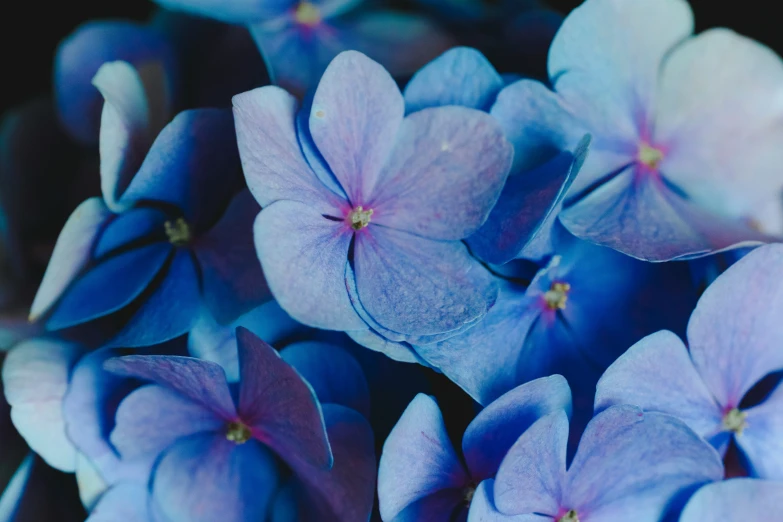 a bunch of purple flowers in front of a dark background