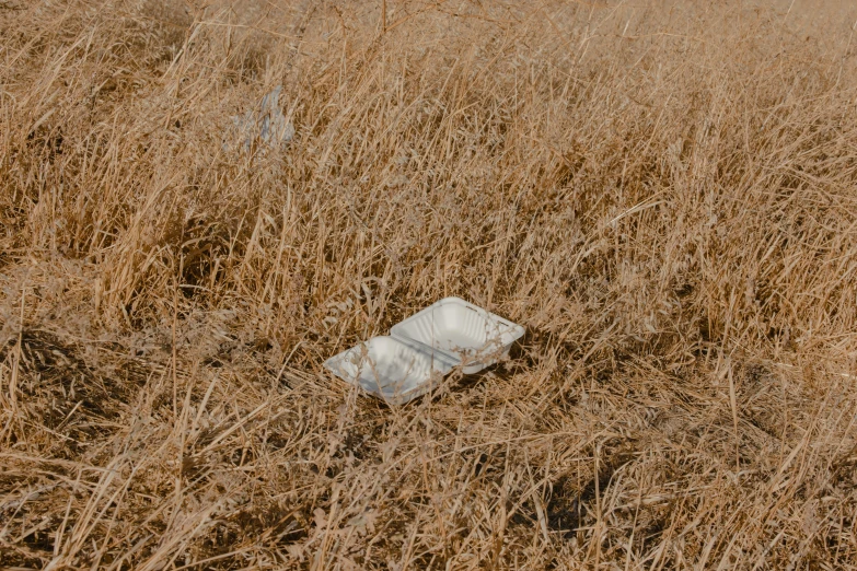 broken bottle laying on ground in grassy field