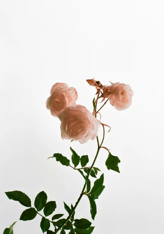 three dusty roses on a bare, white background