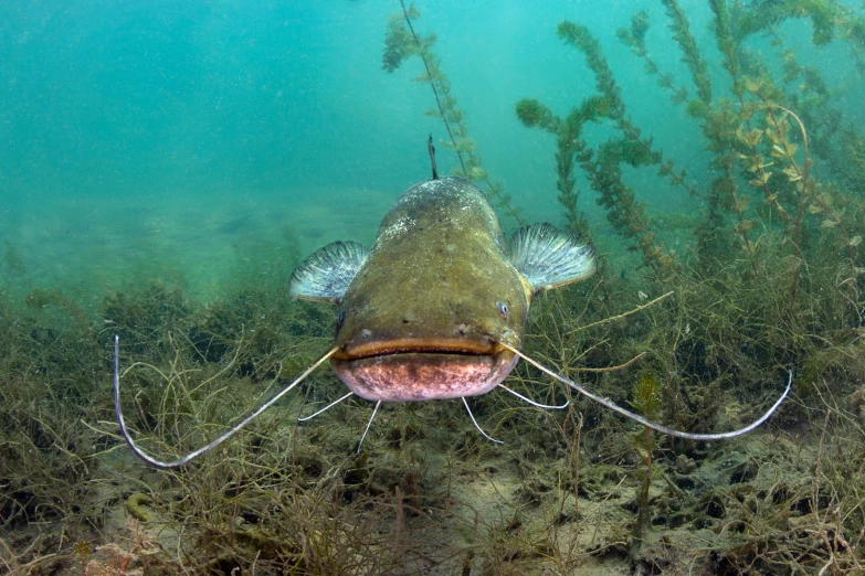 a longnos with a long bill and two large fins swimming underwater