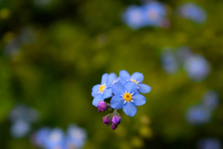 a small flower that has been taken out of the ground