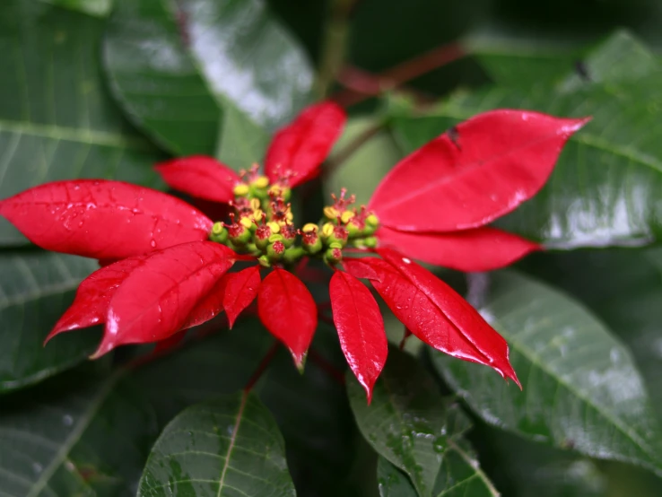 a close up view of a single flower