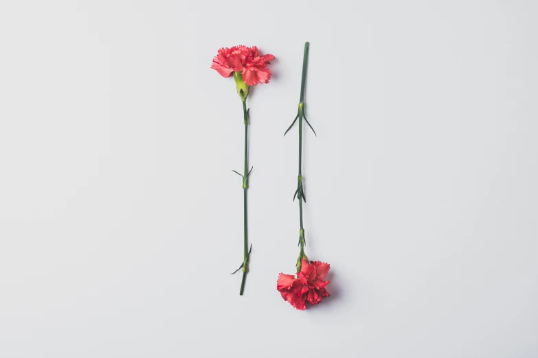 flowers sitting on top of a table in the snow