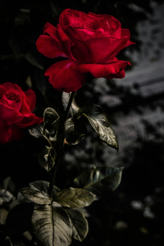 two red roses sitting on top of a leaf filled plant