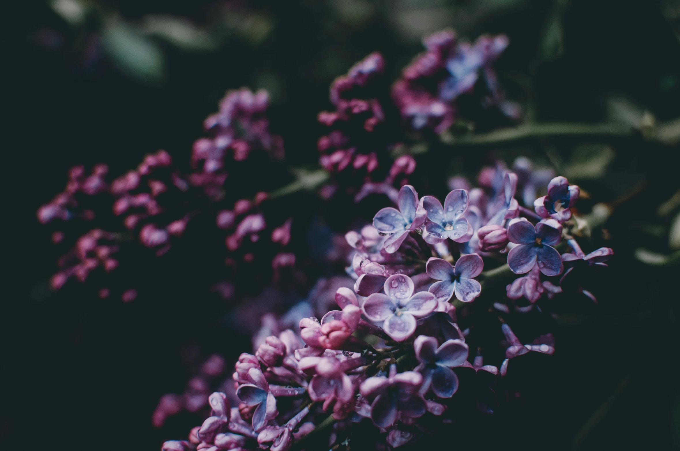 the purple lilacs are ready for flower 