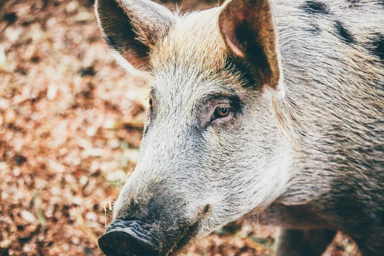 a pig standing on a lush green field