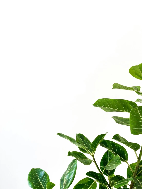 a large green plant is sitting next to a white wall